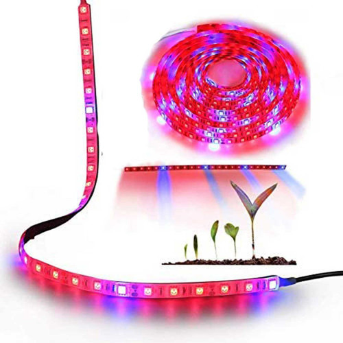 نواری رشد گیاه